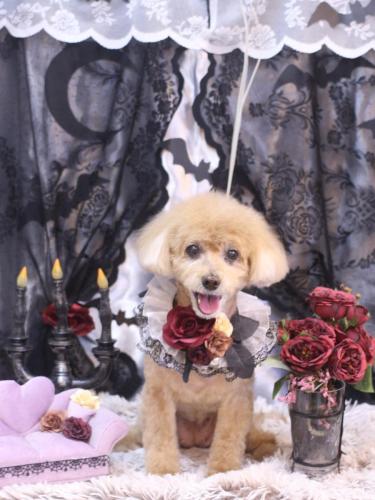 20231029プーちゃん